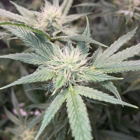 Special Kush 1 - GwJ Community Award Winning Celebration Grow Part 2 -The Price - by KilliczGe growlog timeline photo