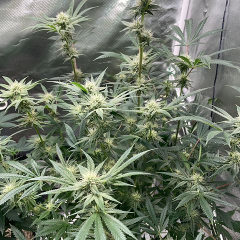 Special Kush 1 - GwJ Community Award Winning Celebration Grow Part 2 -The Price - by KilliczGe growlog timeline photo
