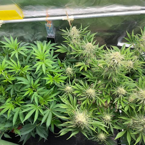 Wedding Cake Auto by KilliczGe growlog timeline photo