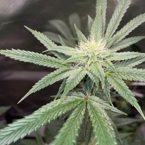 Special Kush 1 - GwJ Community Award Winning Celebration Grow Part 2 -The Price - by KilliczGe growlog timeline photo