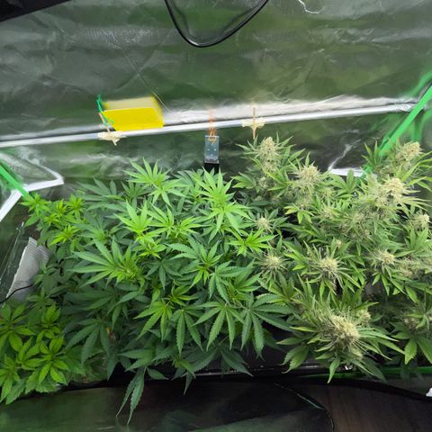 Wedding Cake Auto by KilliczGe growlog timeline photo