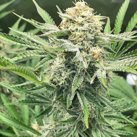 Wedding Cake Auto by KilliczGe growlog timeline photo