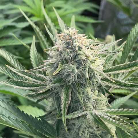 Wedding Cake Auto by KilliczGe growlog timeline photo