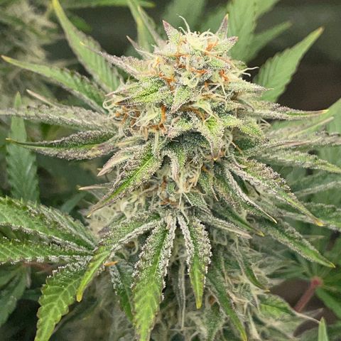 Wedding Cake Auto by KilliczGe growlog timeline photo
