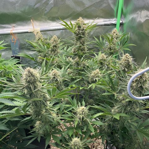 Wedding Cake Auto by KilliczGe growlog timeline photo