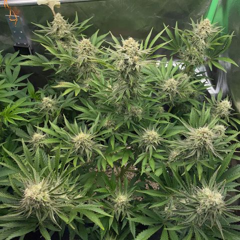 Wedding Cake Auto by KilliczGe growlog timeline photo