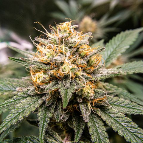 Critical Kush - GwJ Community Award Winning Celebration Grow Part 1 - The Winner - by KilliczGe growlog timeline photo