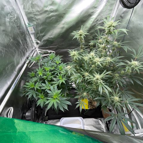 Special Kush 1 - GwJ Community Award Winning Celebration Grow Part 2 -The Price - by KilliczGe growlog timeline photo
