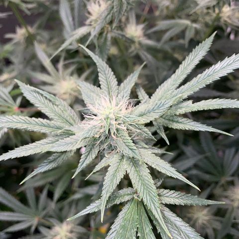 Special Kush 1 - GwJ Community Award Winning Celebration Grow Part 2 -The Price - by KilliczGe growlog timeline photo
