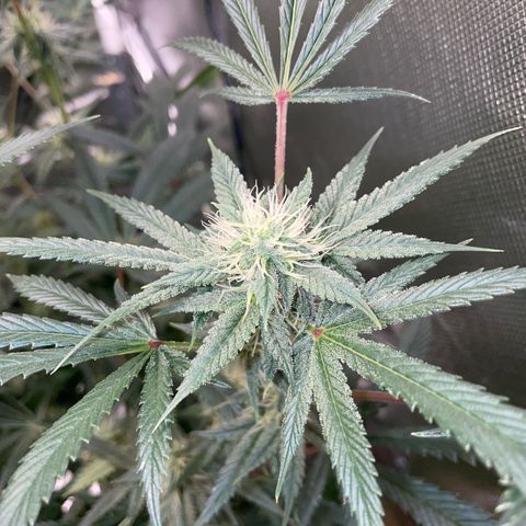 Special Kush 1 - GwJ Community Award Winning Celebration Grow Part 2 -The Price - by KilliczGe growlog timeline photo