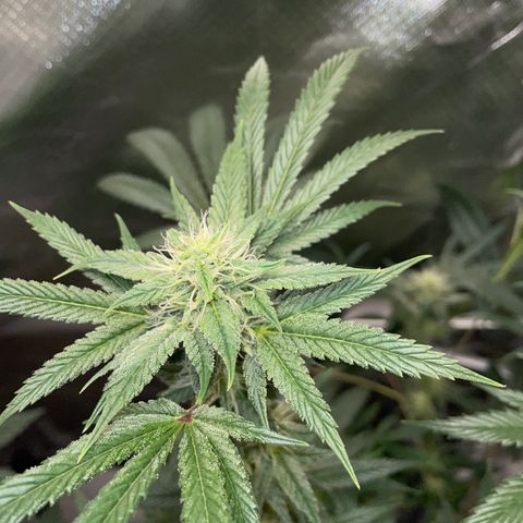 Special Kush 1 - GwJ Community Award Winning Celebration Grow Part 2 -The Price - by KilliczGe growlog timeline photo
