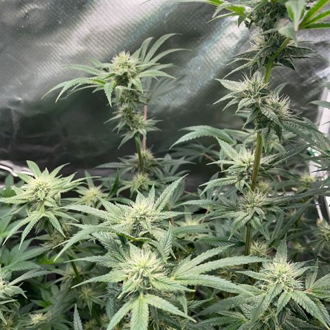 Special Kush 1 - GwJ Community Award Winning Celebration Grow Part 2 -The Price - by KilliczGe growlog timeline photo