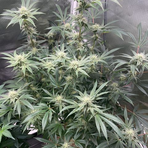 Special Kush 1 - GwJ Community Award Winning Celebration Grow Part 2 -The Price - by KilliczGe growlog timeline photo