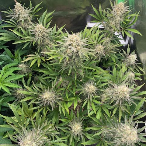 Wedding Cake Auto by KilliczGe growlog timeline photo