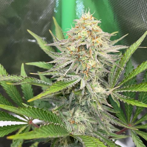 Wedding Cake Auto by KilliczGe growlog timeline photo