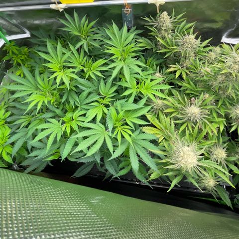 Wedding Cake Auto by KilliczGe growlog timeline photo