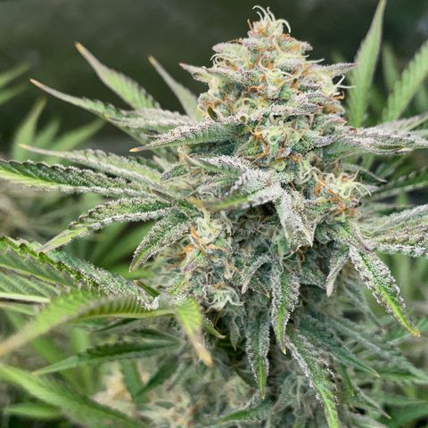 Wedding Cake Auto by KilliczGe growlog timeline photo