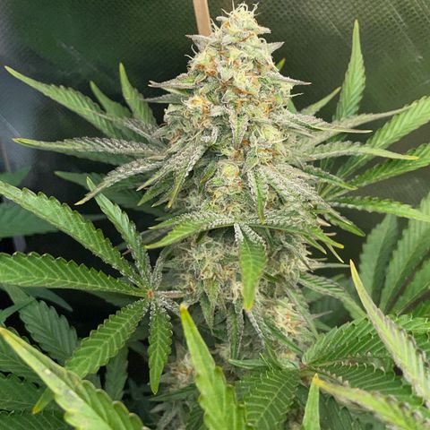 Wedding Cake Auto by KilliczGe growlog timeline photo