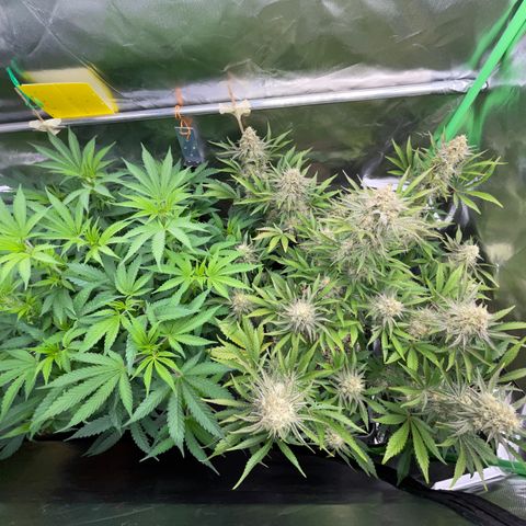 Wedding Cake Auto by KilliczGe growlog timeline photo