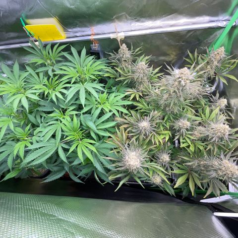 Wedding Cake Auto by KilliczGe growlog timeline photo