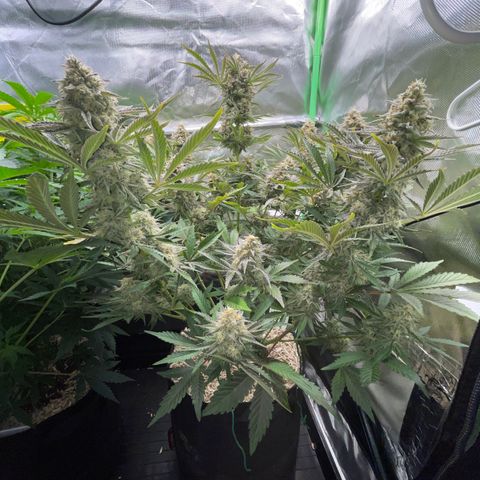 Wedding Cake Auto by KilliczGe growlog timeline photo
