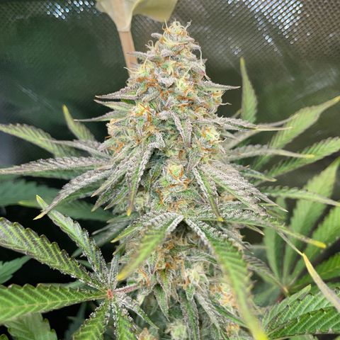 Wedding Cake Auto by KilliczGe growlog timeline photo