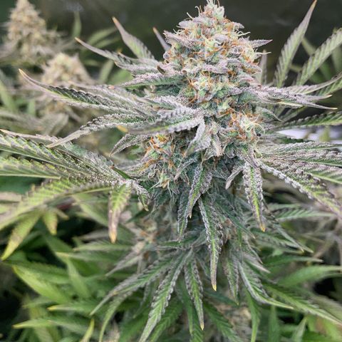 Wedding Cake Auto by KilliczGe growlog timeline photo