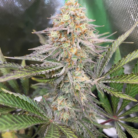 Wedding Cake Auto by KilliczGe growlog timeline photo