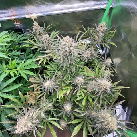 Wedding Cake Auto by KilliczGe growlog timeline photo