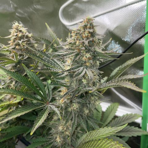 Wedding Cake Auto by KilliczGe growlog timeline photo