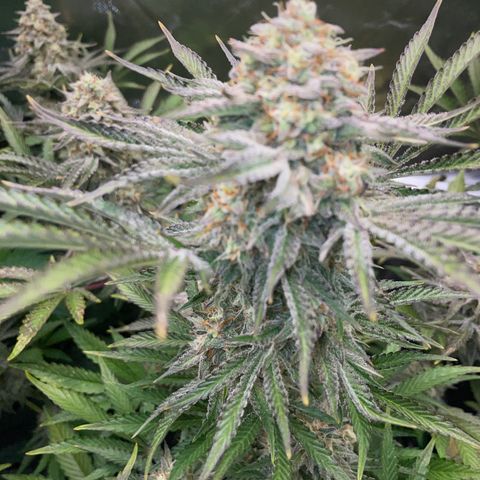 Wedding Cake Auto by KilliczGe growlog timeline photo