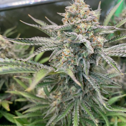 Wedding Cake Auto by KilliczGe growlog timeline photo