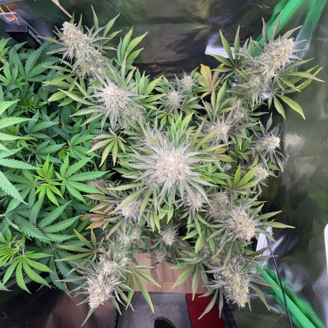 Wedding Cake Auto by KilliczGe growlog timeline photo