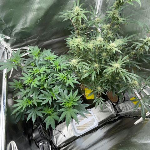 Special Kush 1 - GwJ Community Award Winning Celebration Grow Part 2 -The Price - by KilliczGe growlog timeline photo