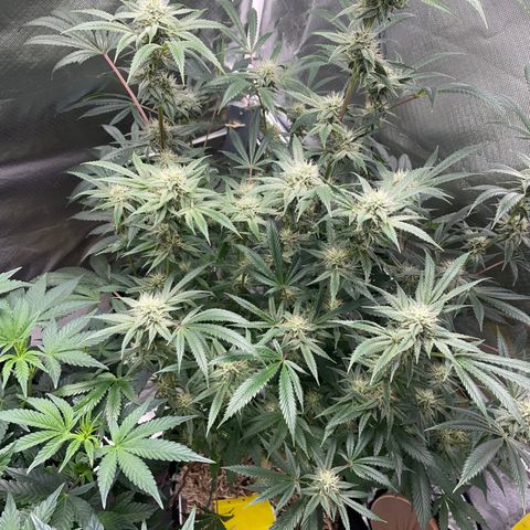 Special Kush 1 - GwJ Community Award Winning Celebration Grow Part 2 -The Price - by KilliczGe growlog timeline photo
