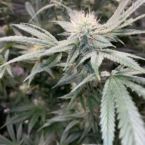 Special Kush 1 - GwJ Community Award Winning Celebration Grow Part 2 -The Price - by KilliczGe growlog timeline photo