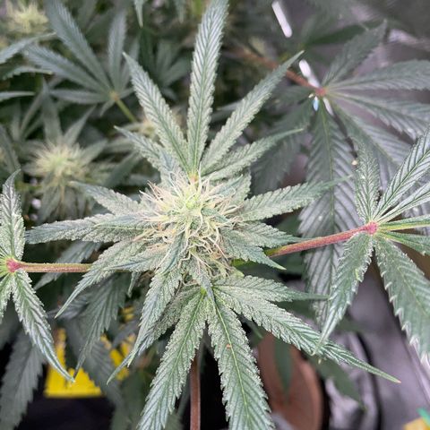 Special Kush 1 - GwJ Community Award Winning Celebration Grow Part 2 -The Price - by KilliczGe growlog timeline photo
