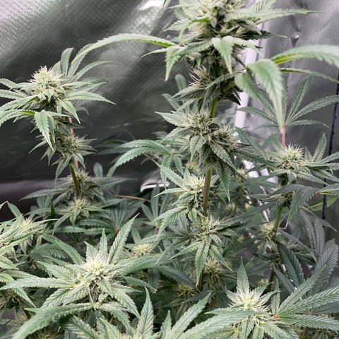 Special Kush 1 - GwJ Community Award Winning Celebration Grow Part 2 -The Price - by KilliczGe growlog timeline photo