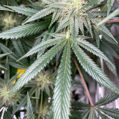 Special Kush 1 - GwJ Community Award Winning Celebration Grow Part 2 -The Price - by KilliczGe growlog timeline photo