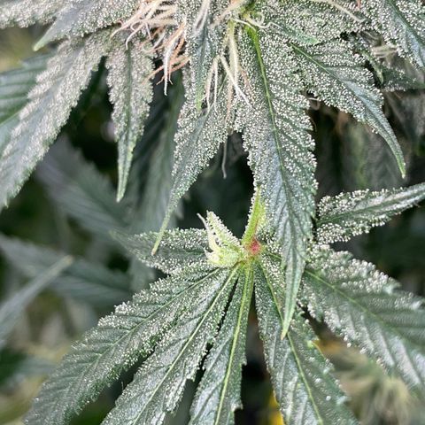 Special Kush 1 - GwJ Community Award Winning Celebration Grow Part 2 -The Price - by KilliczGe growlog timeline photo