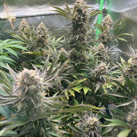 Wedding Cake Auto by KilliczGe growlog timeline photo