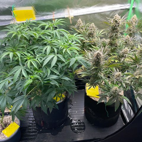 Wedding Cake Auto by KilliczGe growlog timeline photo