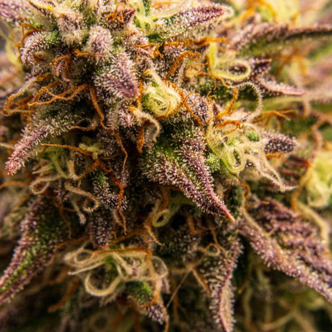 Wedding Cake Auto by KilliczGe growlog timeline photo