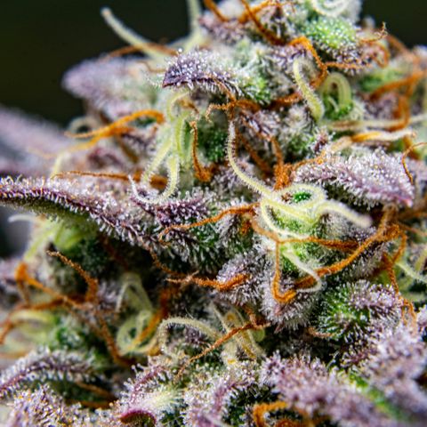 Wedding Cake Auto by KilliczGe growlog timeline photo