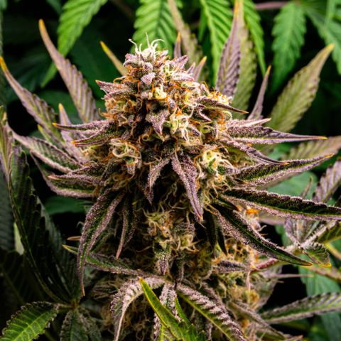 Wedding Cake Auto by KilliczGe growlog timeline photo