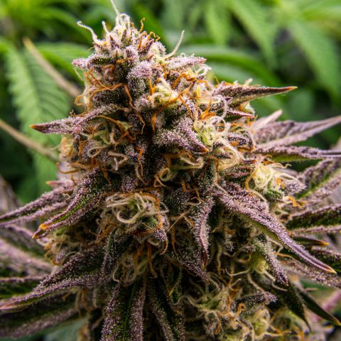 Wedding Cake Auto by KilliczGe growlog timeline photo
