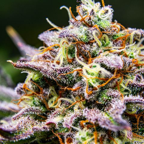 Wedding Cake Auto by KilliczGe growlog timeline photo