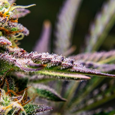Wedding Cake Auto by KilliczGe growlog timeline photo