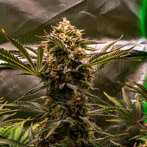 Wedding Cake Auto by KilliczGe growlog timeline photo