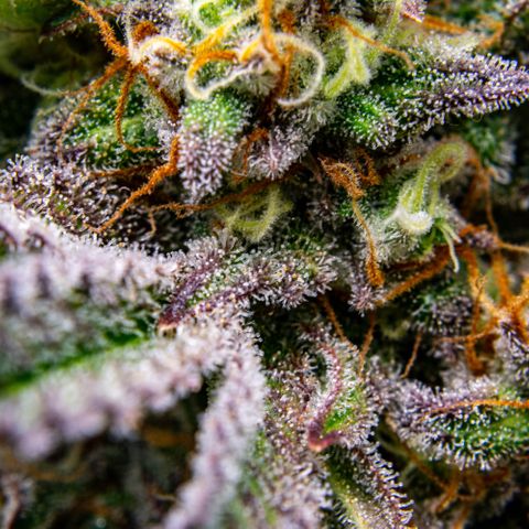 Wedding Cake Auto by KilliczGe growlog timeline photo